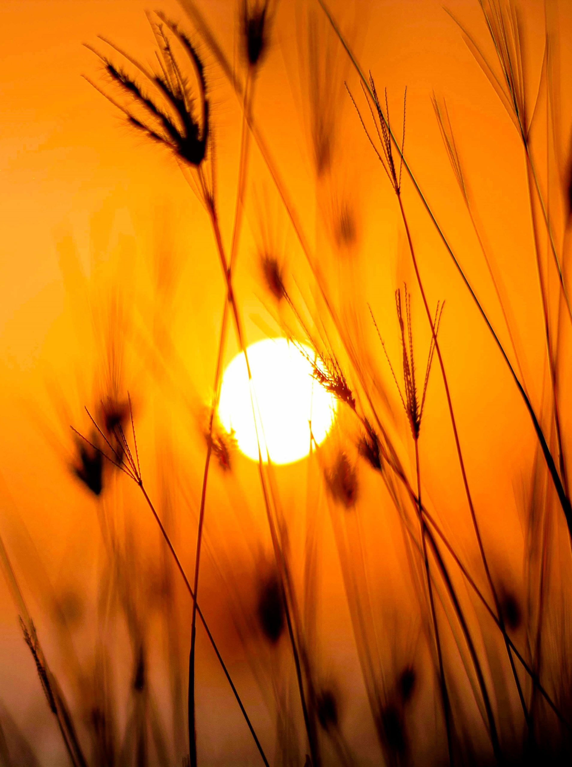 SUN IN THE NATURE FIELD