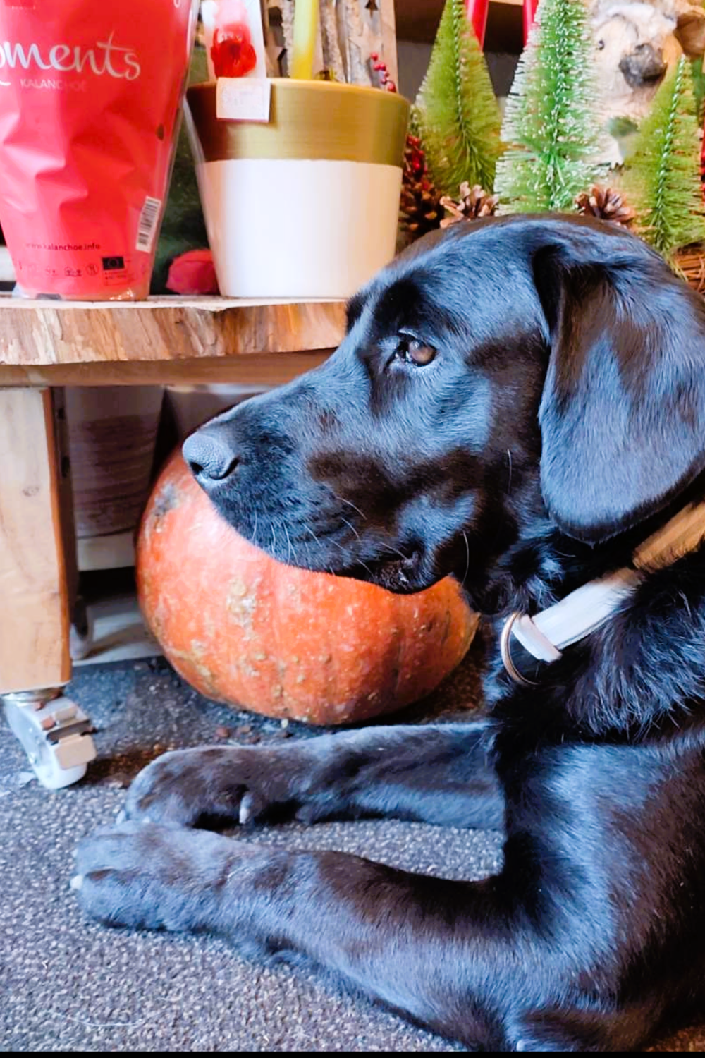 Black Labrador female dog