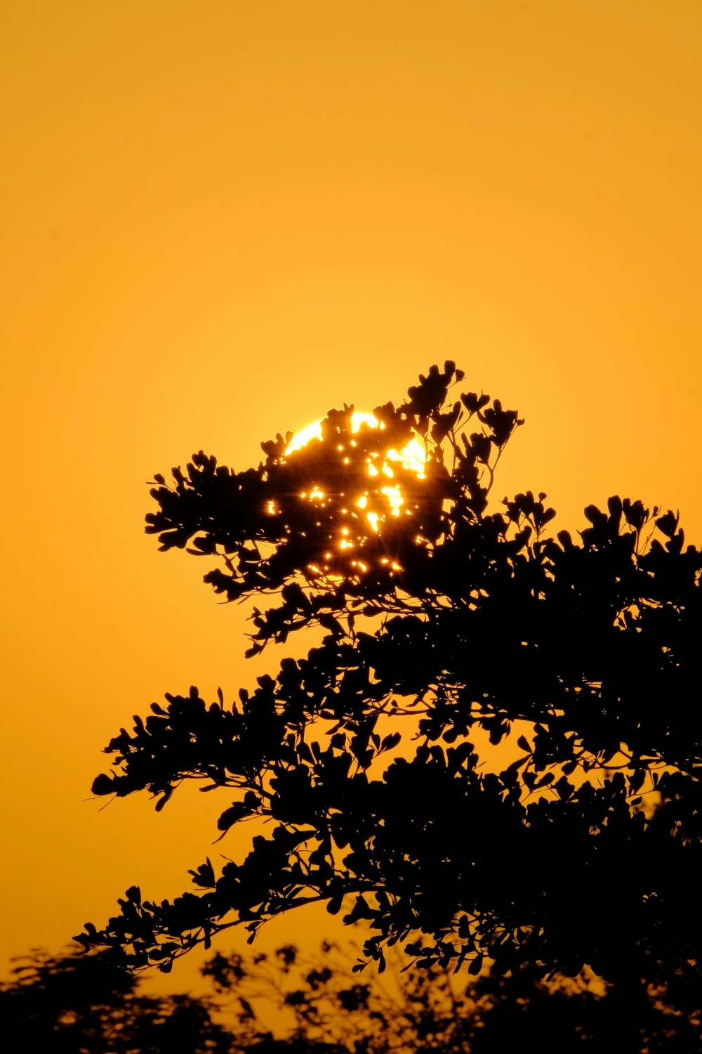 Sunrise emerging above a lush tree line, casting golden hues across the sky.