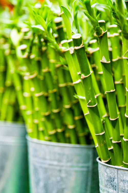 Bamboo Plant: A Symbol of Natural Renewal and Sustainability.