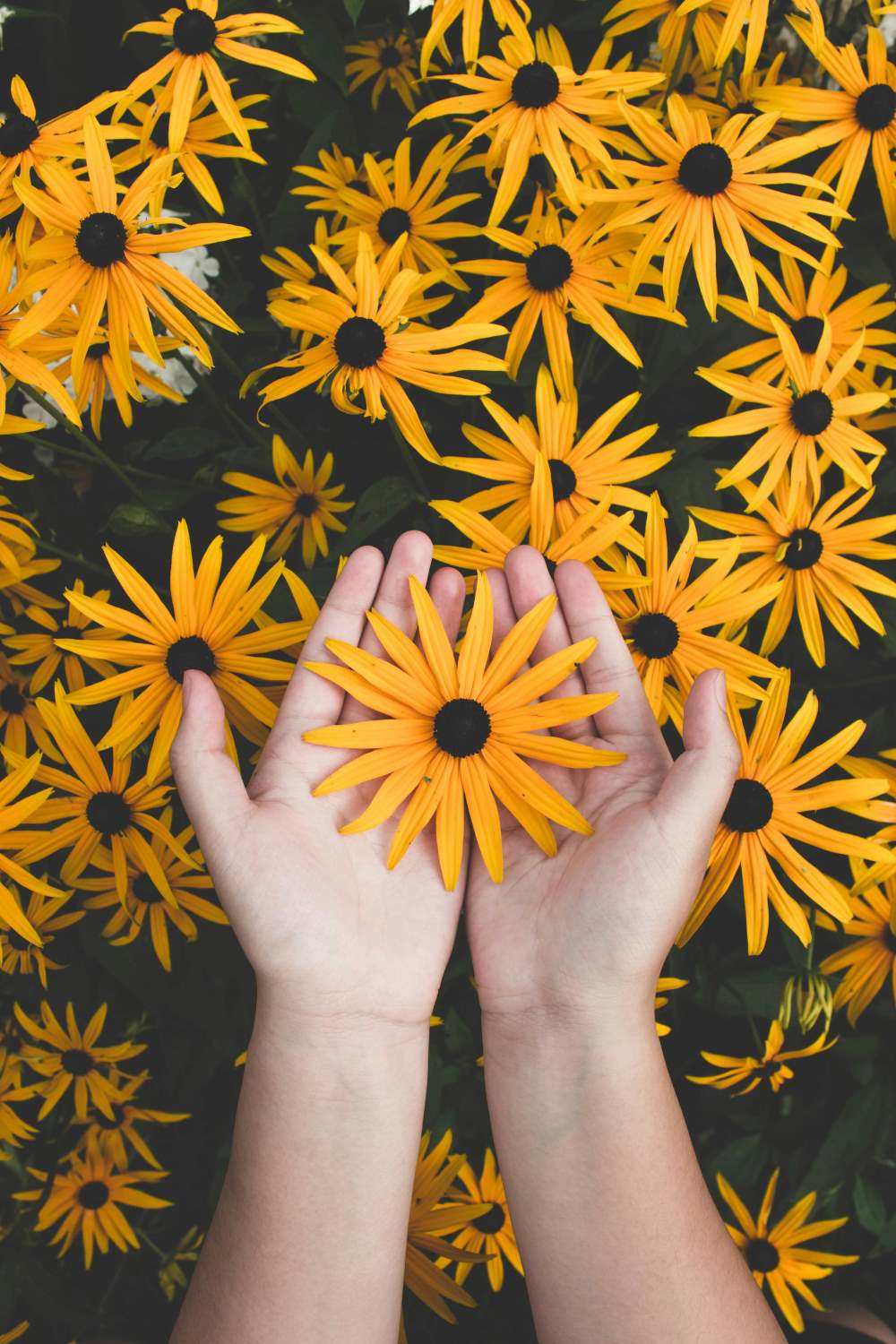 A pair of delicate female hands gently holds vibrant yellow flowers