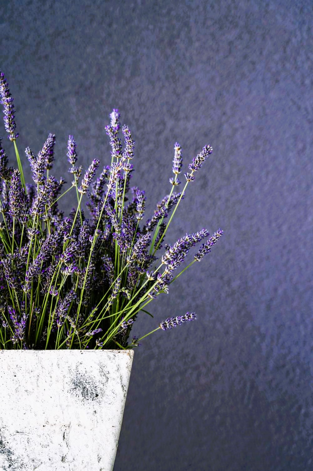 A beautiful pot of lavender.