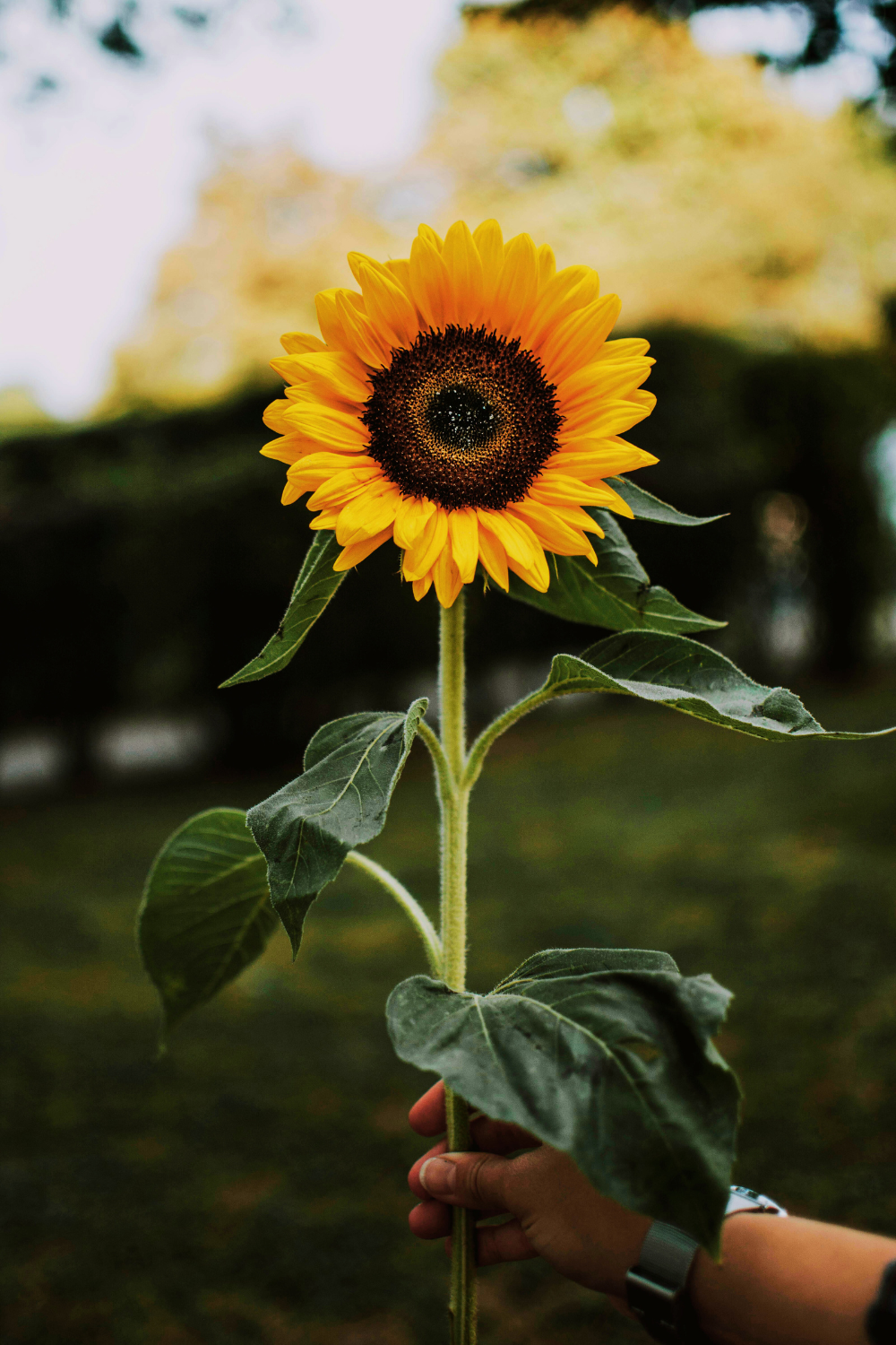 A vibrant sunflower with its golden petals glowing under the sunlight
