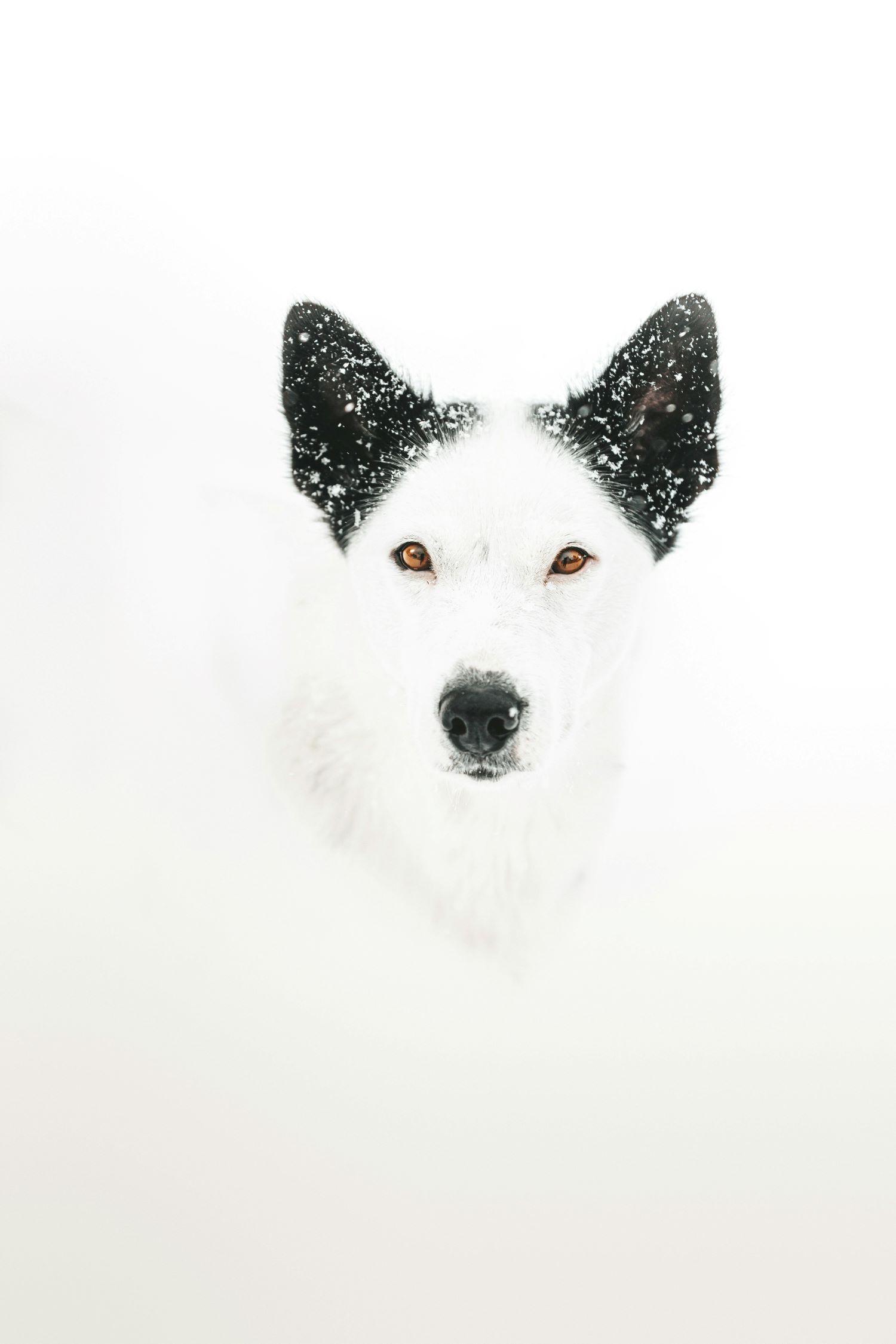 A dog covered in white snow
