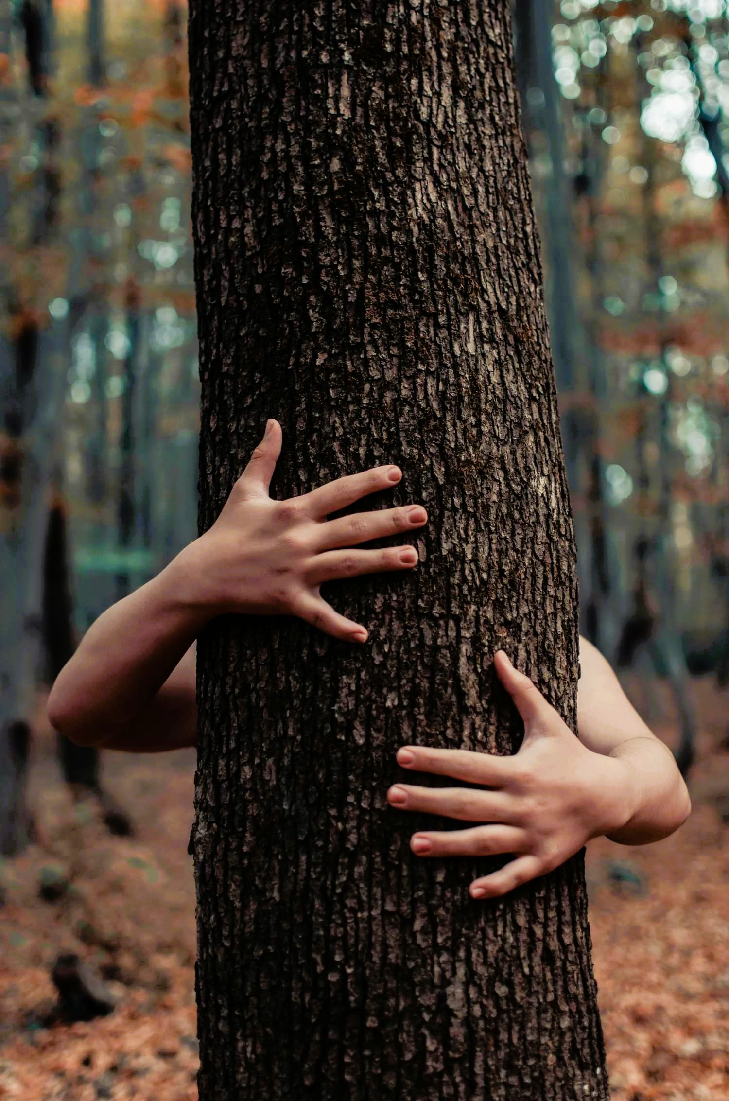 A woman’s hands gently embracing a tree in the forest, symbolizing a deep connection with Mother Earth and grounding energy.