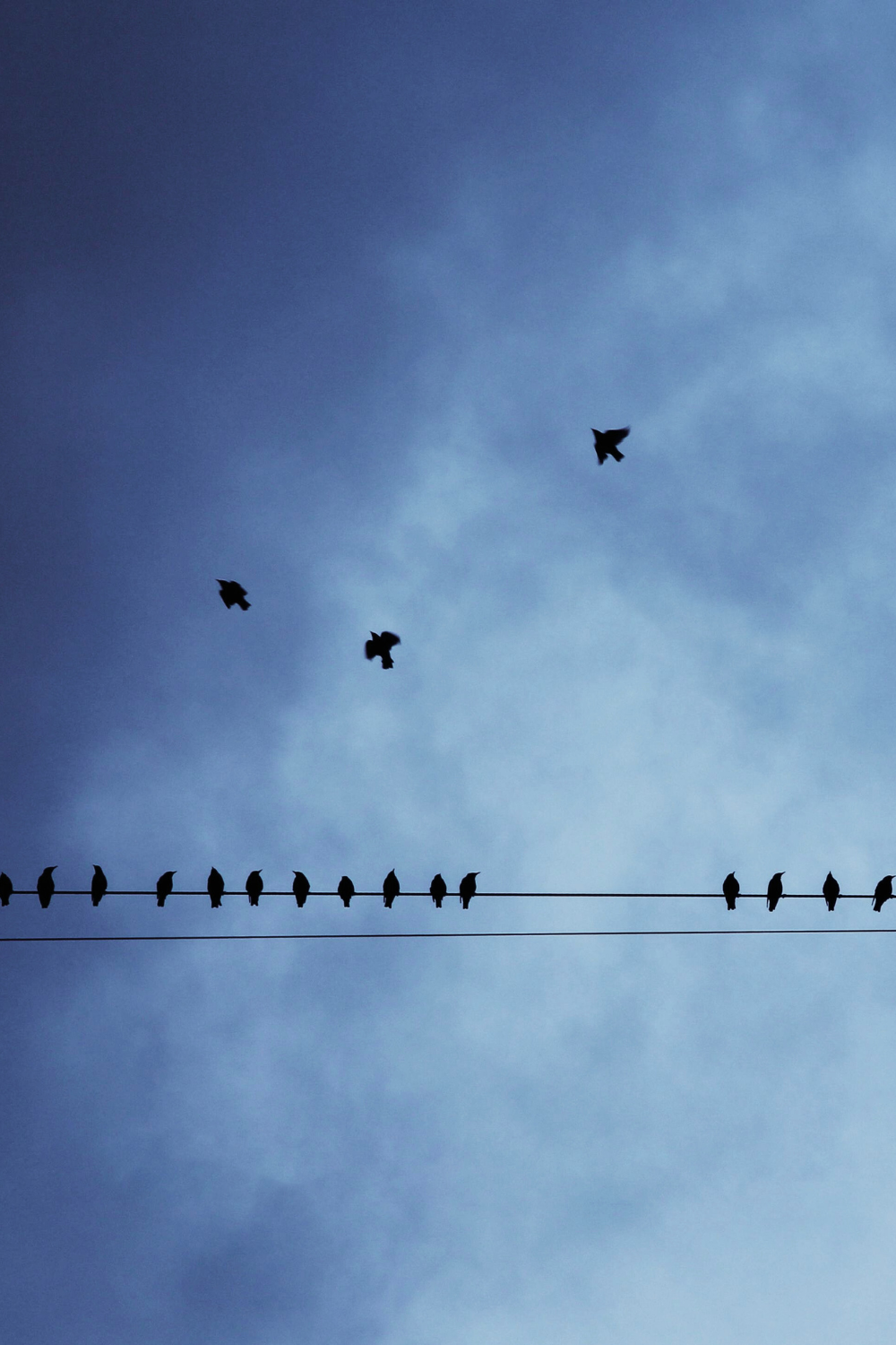 Birds in the blue sky symbolizing freedom