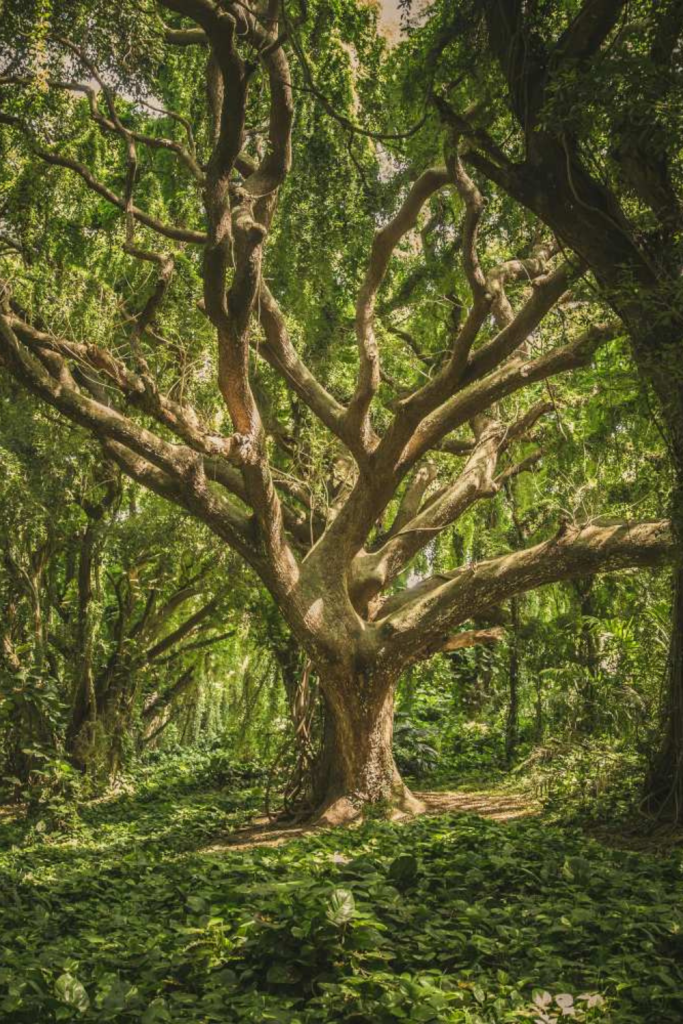 Mula Nakshatra: Uprooting the Old to Manifest the New