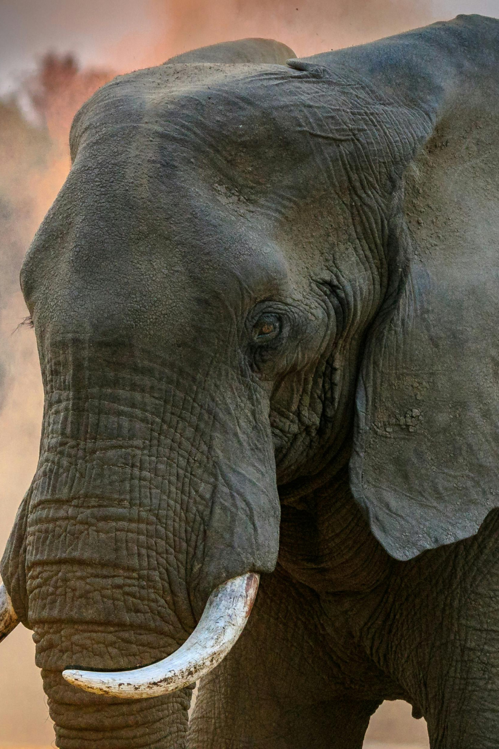 Elephant, one of the Revati symbols