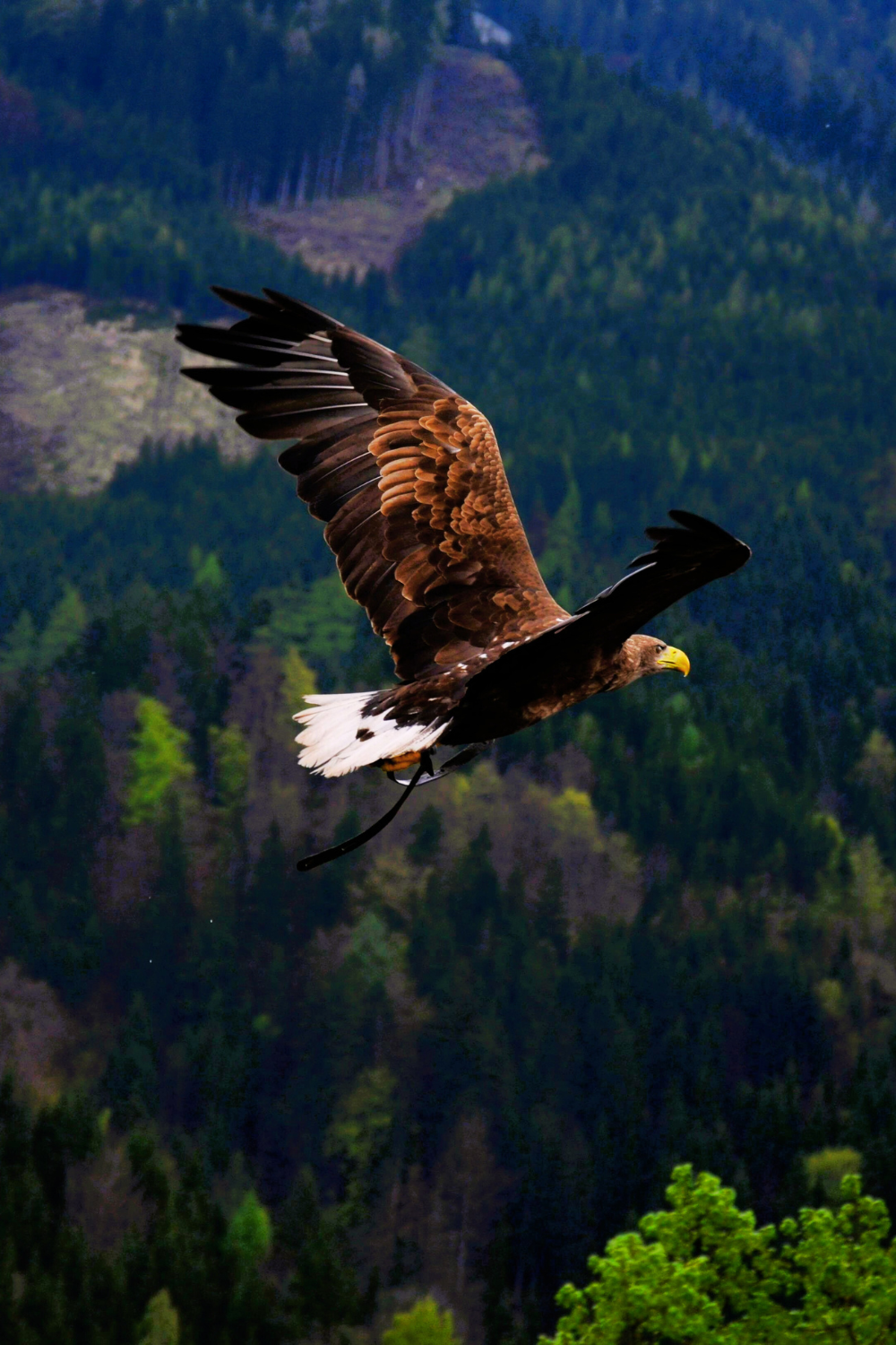 Eagle - bird associated with magha nakshatra