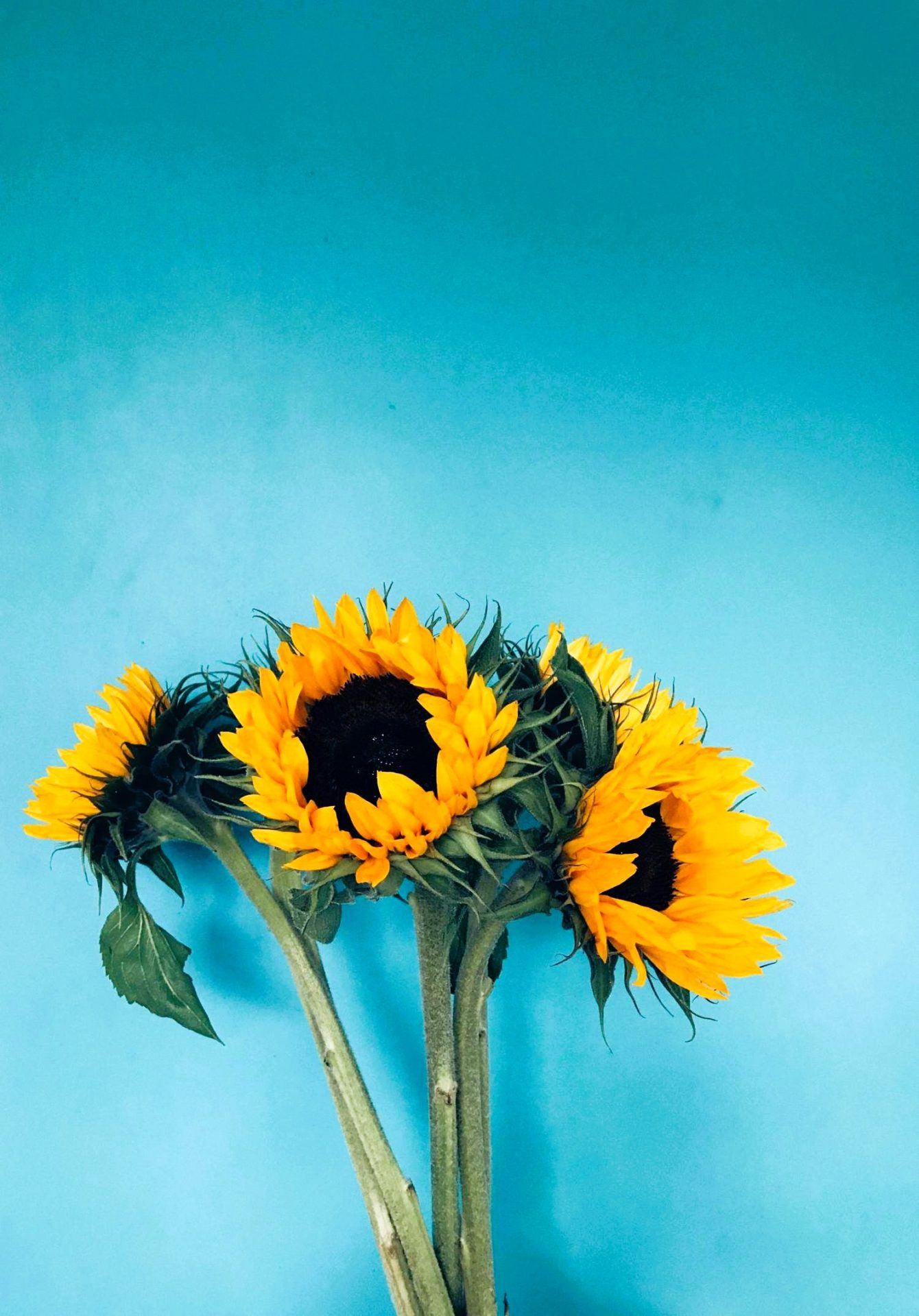 sunflowers on bright blue background - fresh colors