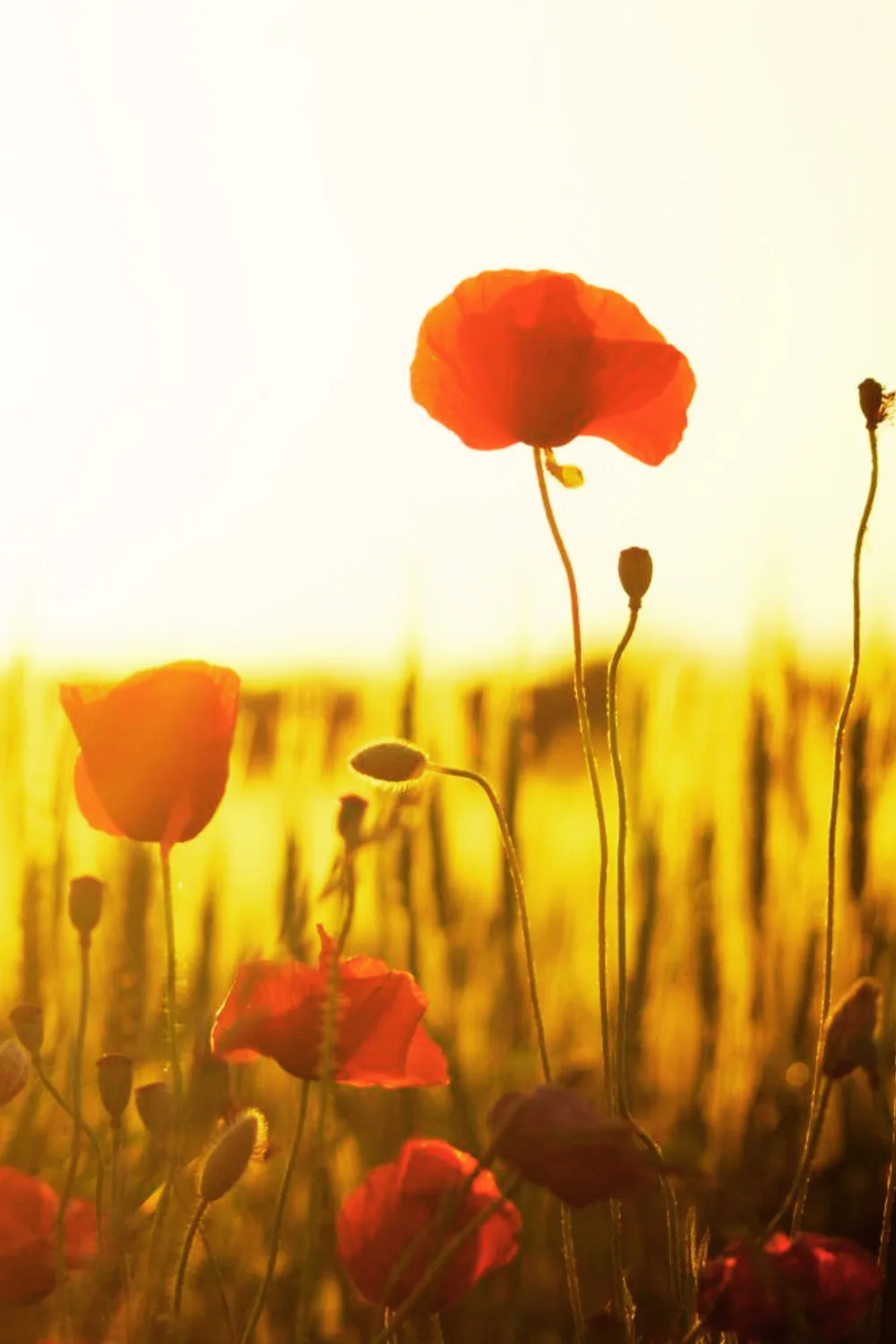 Vibrant spring flowers in full bloom, capturing the freshness of the season.