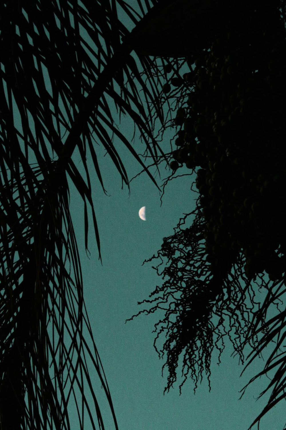 Moon in the blue summer sky