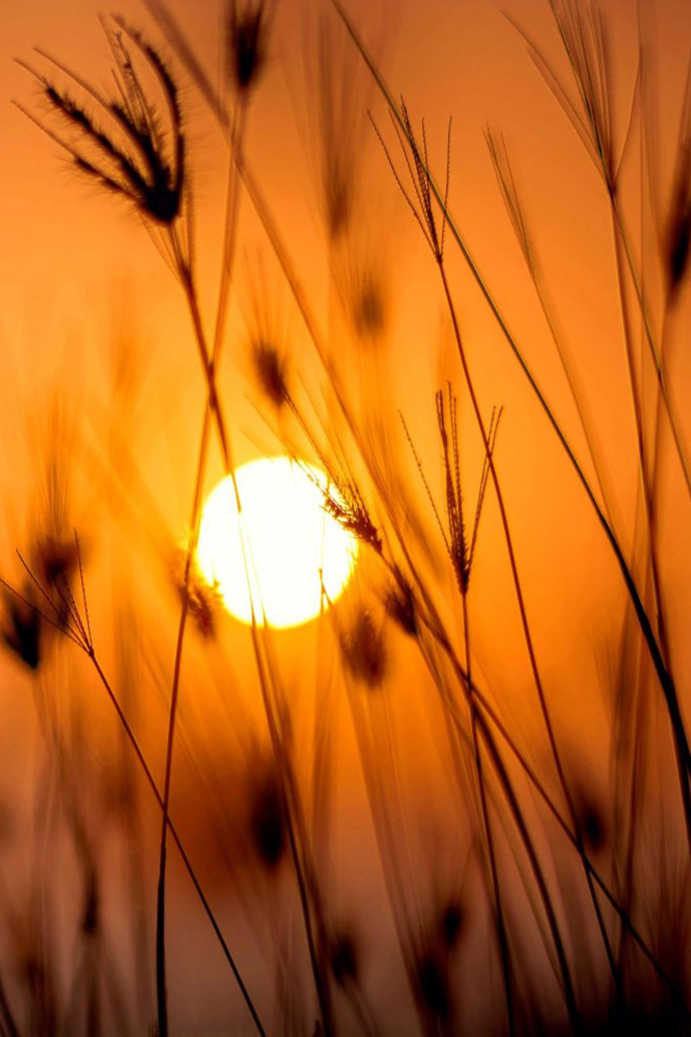 Sunrise in the nature