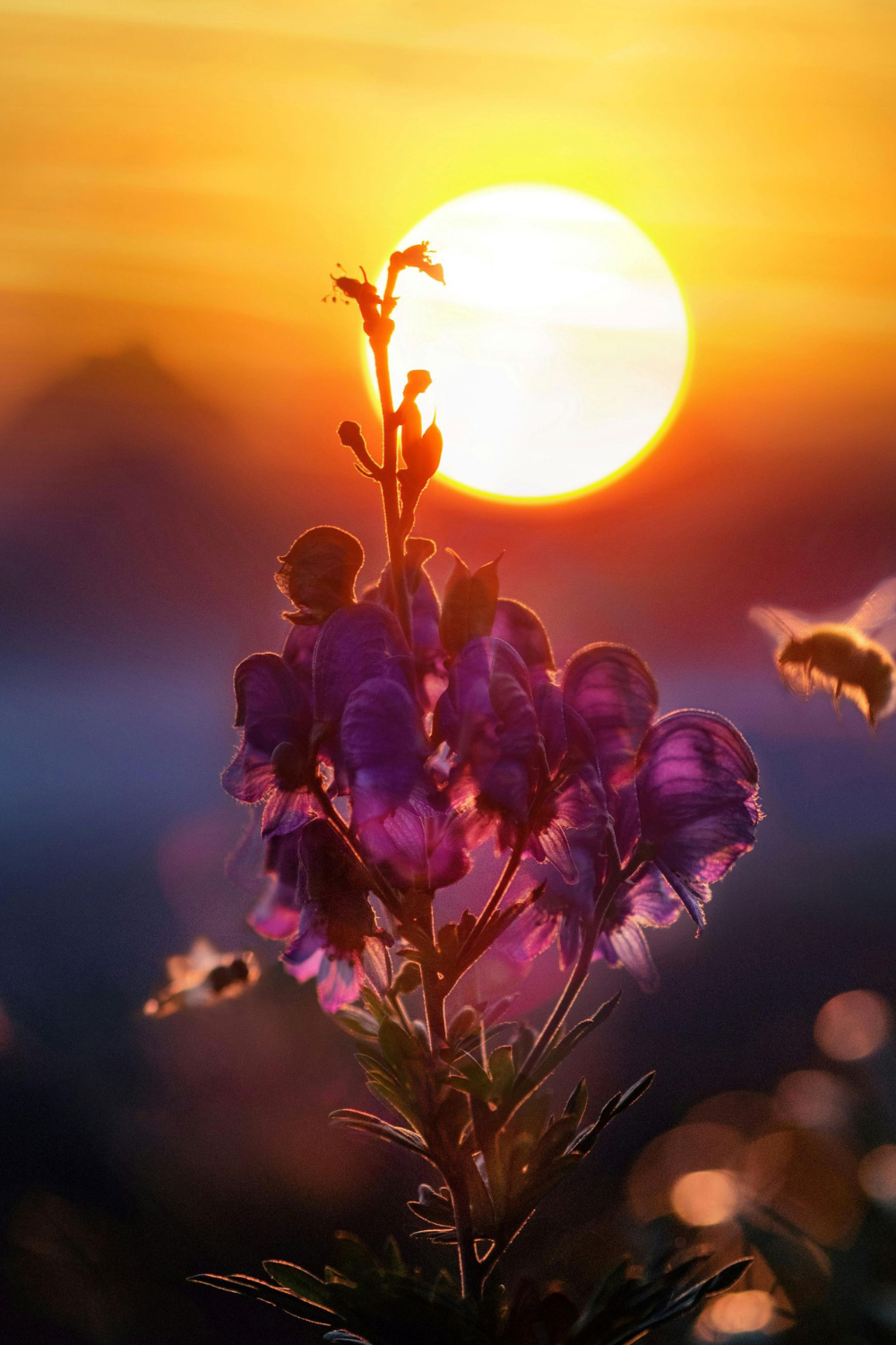 A vibrant purple flower basking in warm sunlight