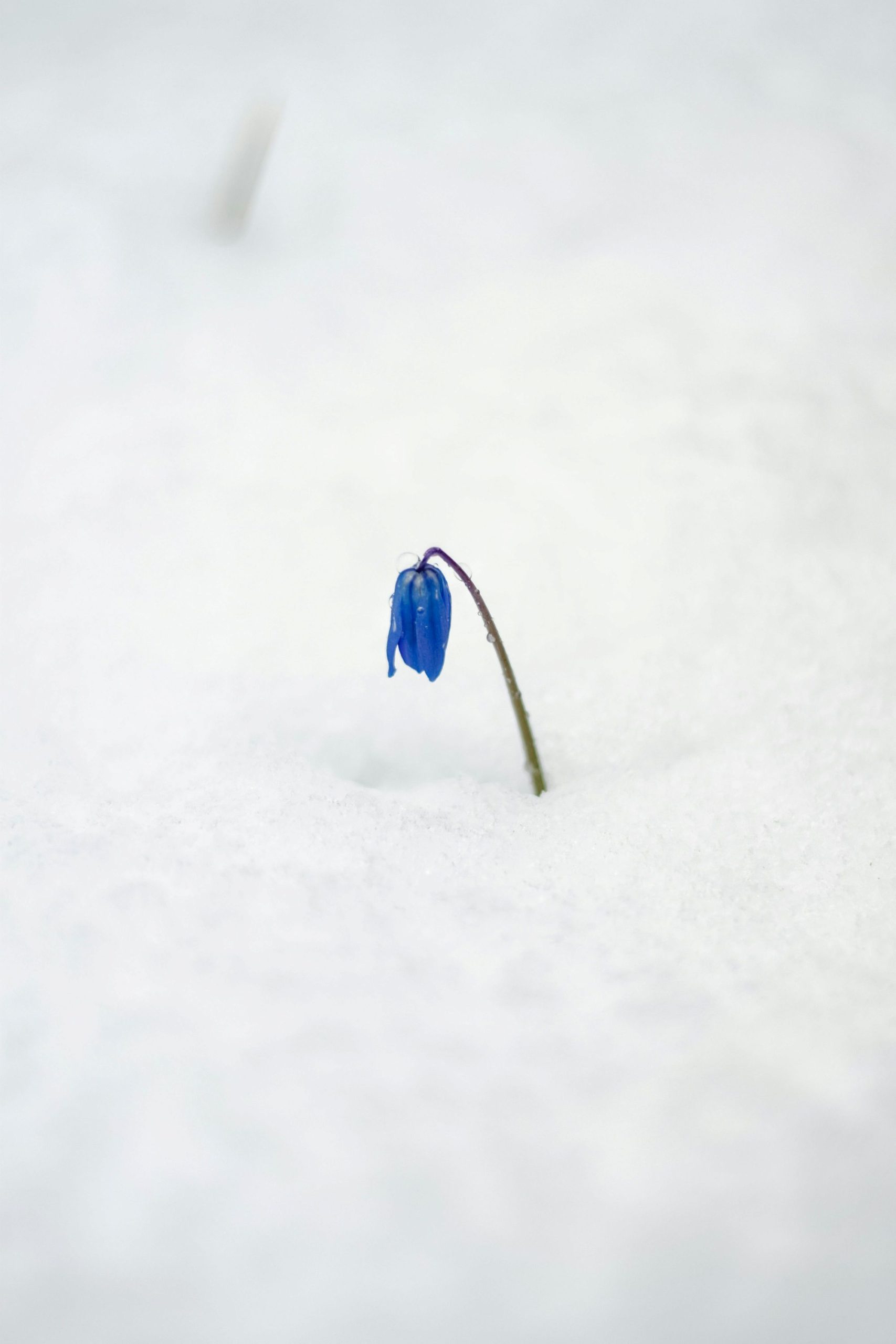 A solitary blue flower blooms amidst white snow—evoking Saturn’s quiet strength.