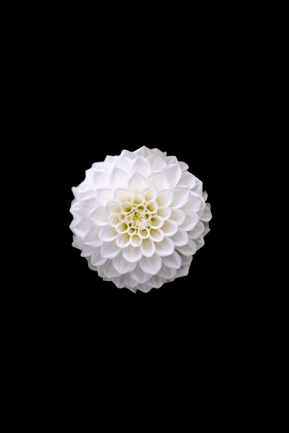white flower as the Venus symbol