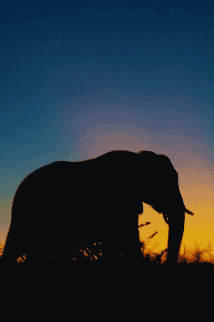 Elephant - symbol of Bharani