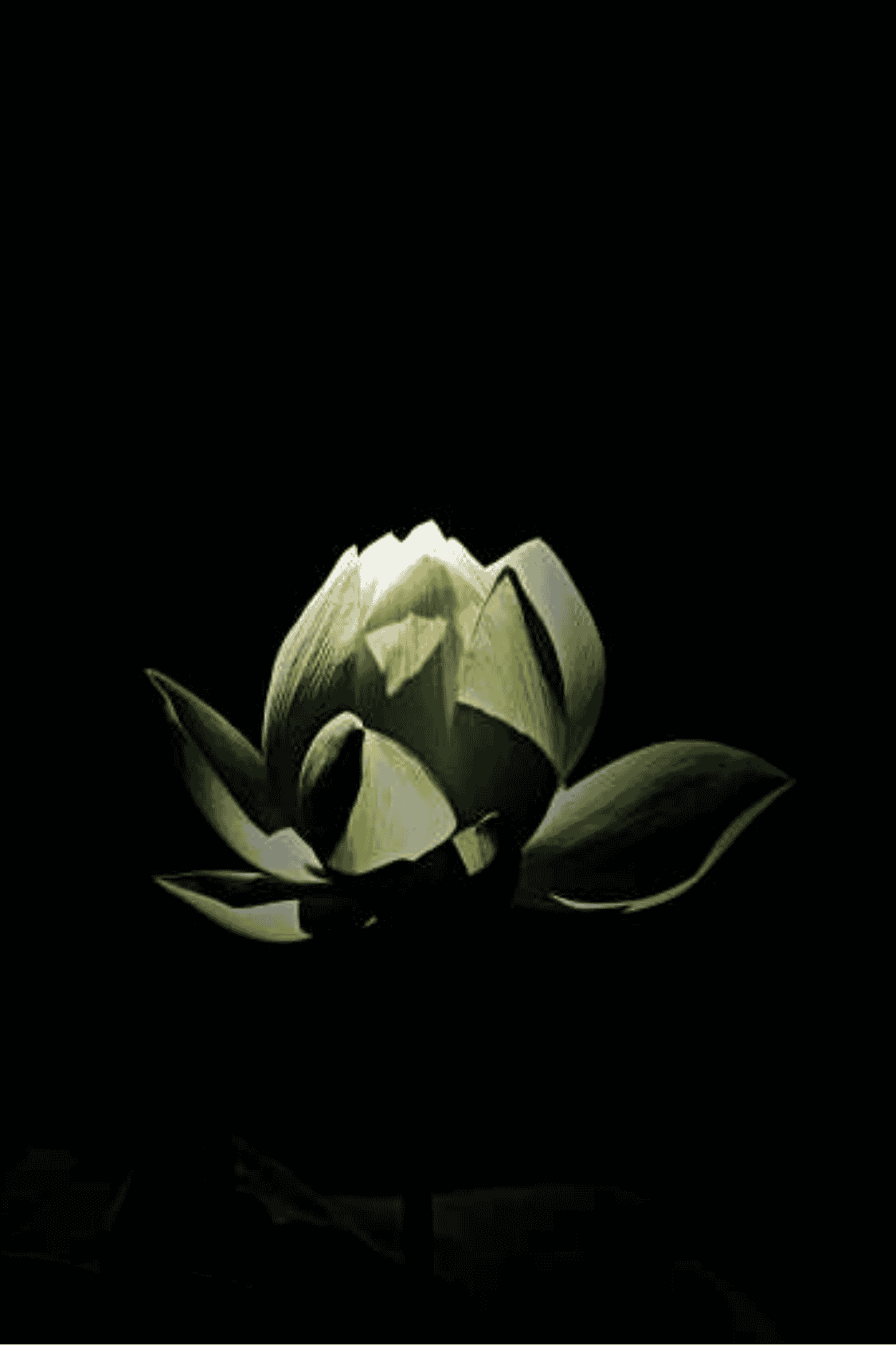lotus flower symbolizing deities